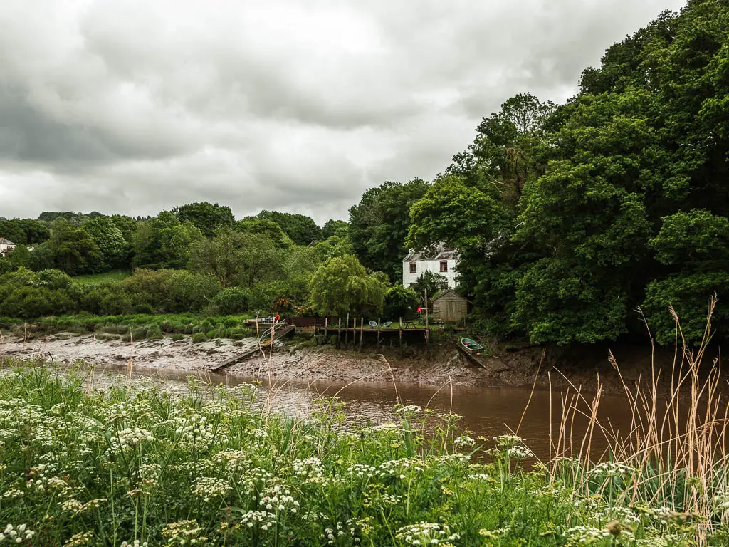 Looking over the white hogweed plated to the river and a cottage nestled within the trees on the other side, along the riverside walk from Calstock. 