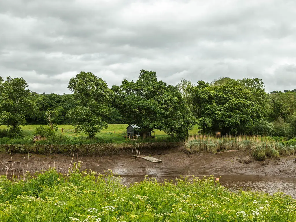 Looking over the hogweed bushes to the river bed on the riverside walk from Calstock. There is a small cabin in the fields on the other side of the river, and some trees. 