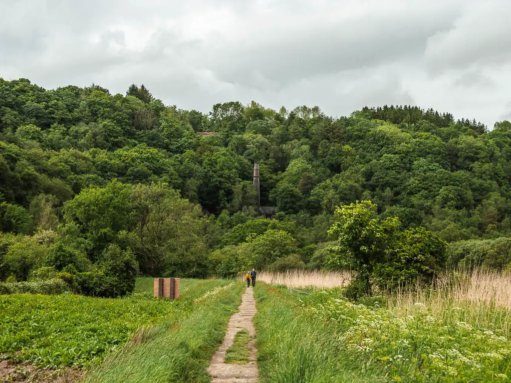 A narrow trail lined with tall grass, leading to a mass of woodland ahead, along the Calstock riverside walk. A chimney of an engine house is rising up through the trees. There are two people walking on the path ahead. 