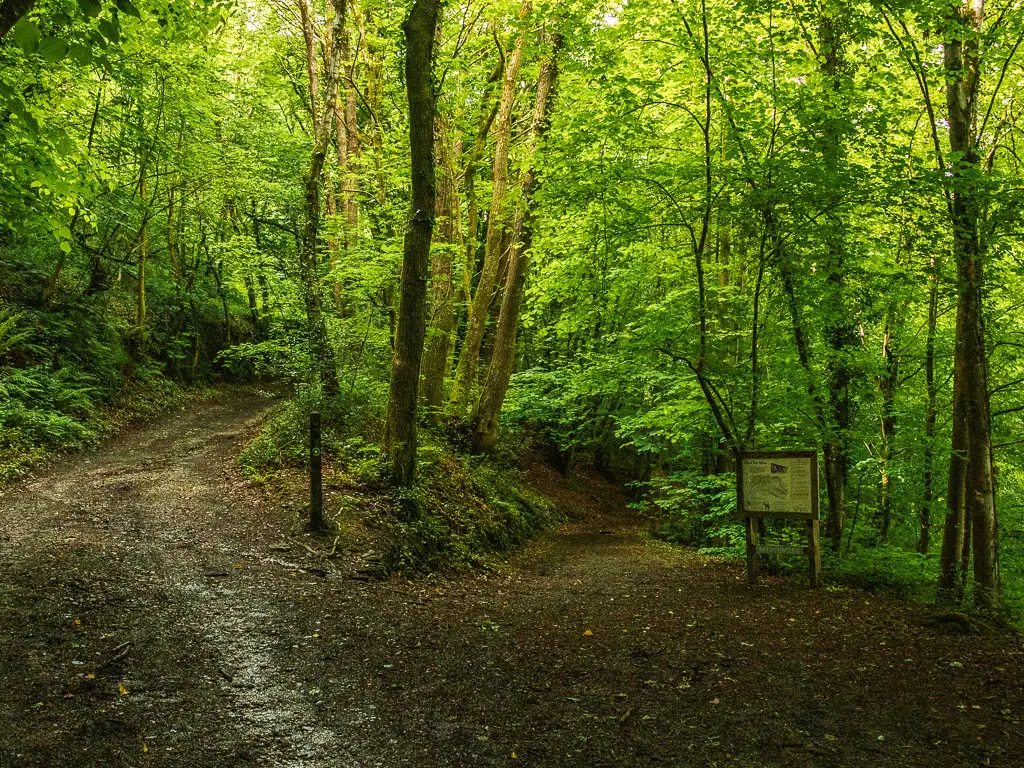 A dirt trail split in the woodland. The left trail runs uphill, and the right trail stays level. There is an information board next to the right trail.