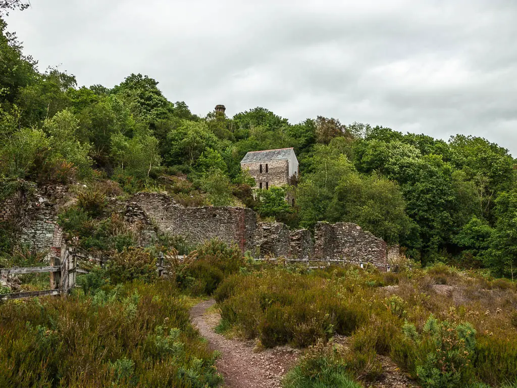 Bush tufts on the ground with the ruins of a stone wall ahead on the Casltock riverside walk. There is  an engine house rising up behind the wall, nestled within the trees.