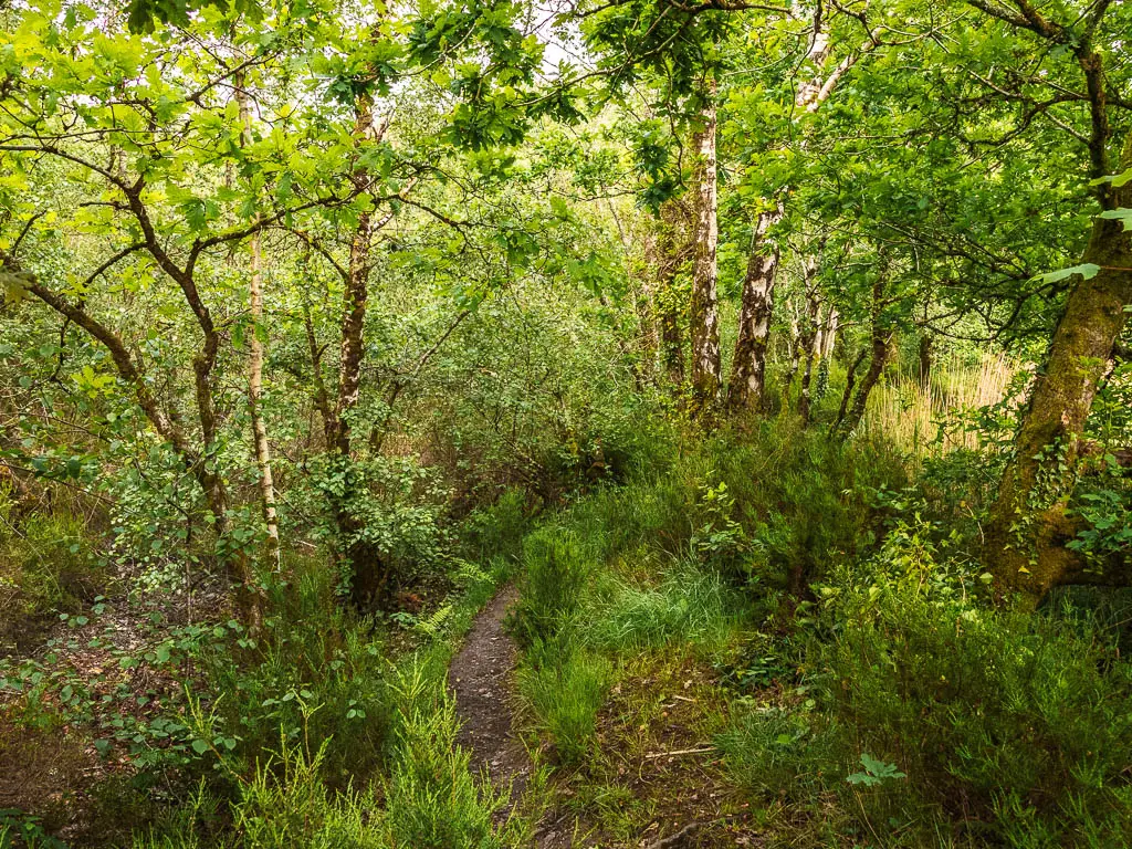 A narrow trail hidden within the tall grass, under the woodland.