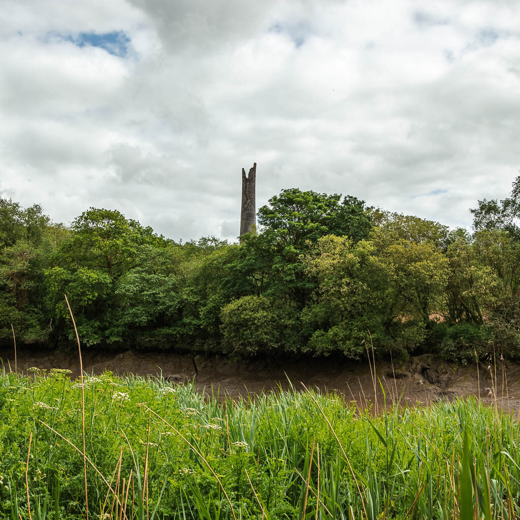 Looking over the tall grass to the trees and engine house chimney on the other side of the river, on the riverside walk from Calstock.