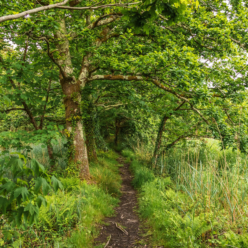 A dirt trial through the woods. The trail island with lots of tall grass.