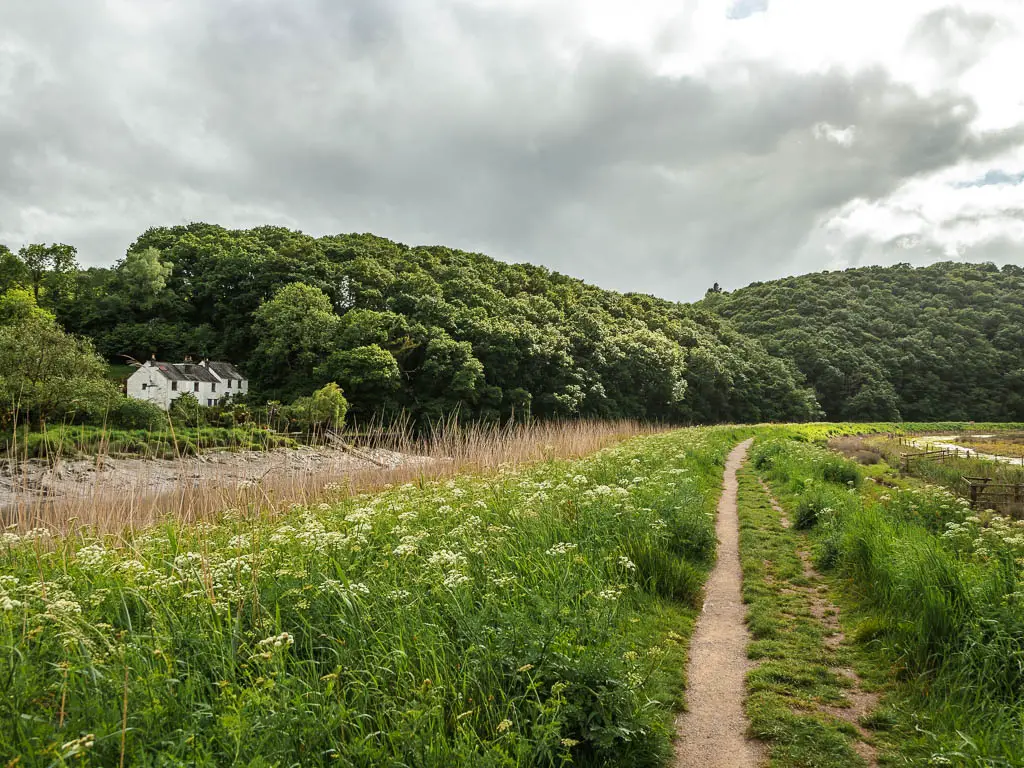 A path lined with a mass of hogweed on the left on the riverside on the walk back to Calstock. There is a mass of woodland on the other side of the river and a white cottage nestled within in the woods.