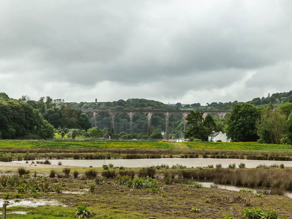 Looking across the boggy ground towards the Calstock viaduct in the distance, near the end of the riverside walk. 