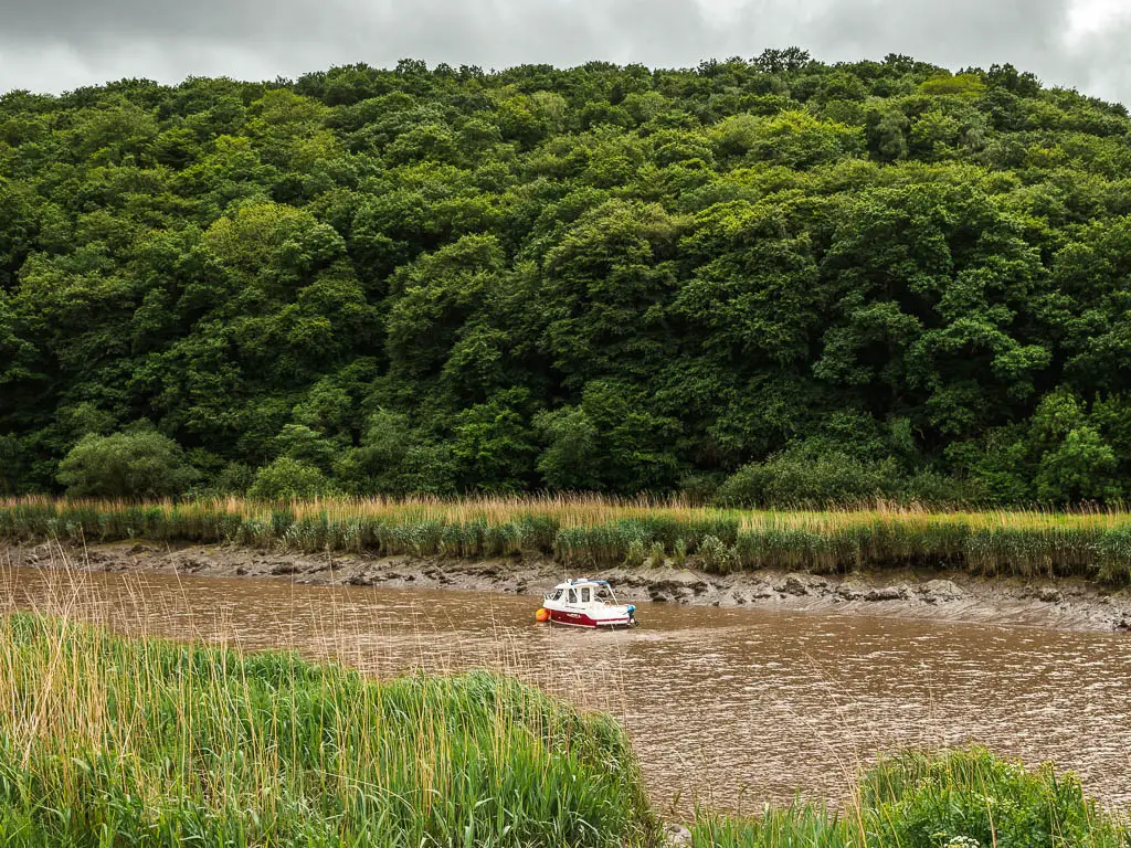 Looking over the tall grass to the Tamar River and a man of woodland on the other side, on the riverside walk from Calstock. There is a boat on the river. 