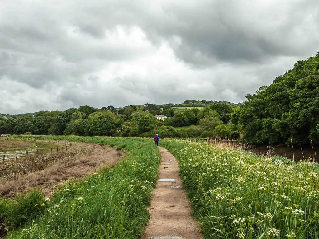 A straight path lined with tall grass and hogweed on the riverside walk from Calstock. There is a person walking ahead on the path.