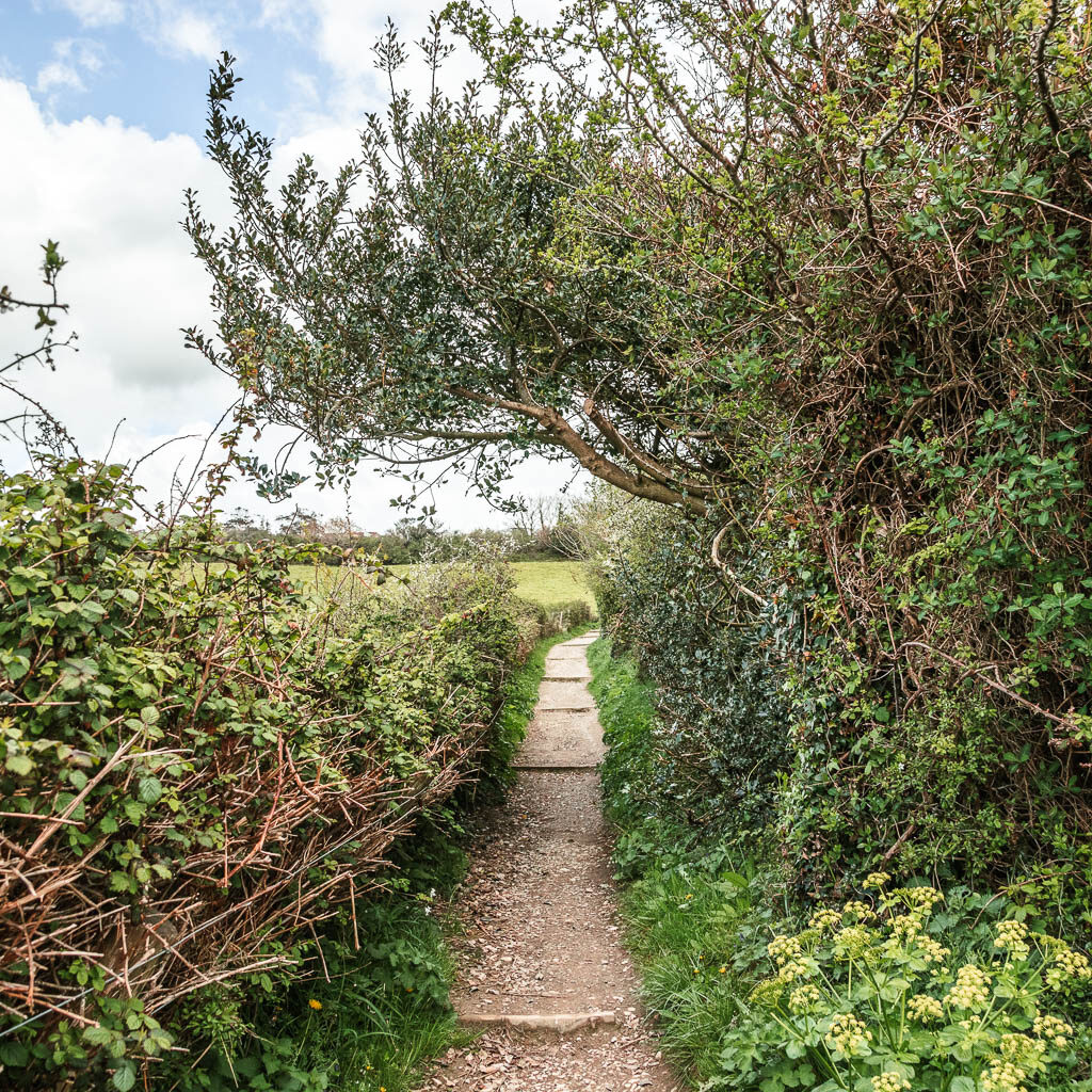 A narrow path with bushes to the left and trees to the right.