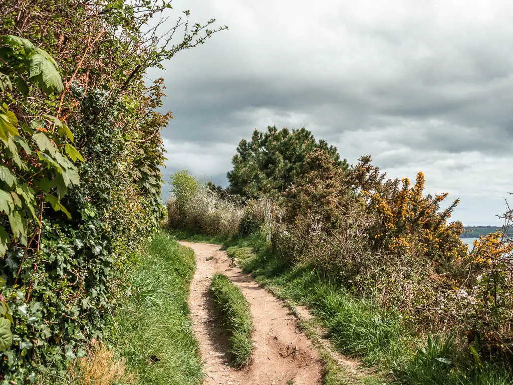 A dirt trail, with a hedge to the left and bushes to thee right on the coastal walk from Charlestown to Par.