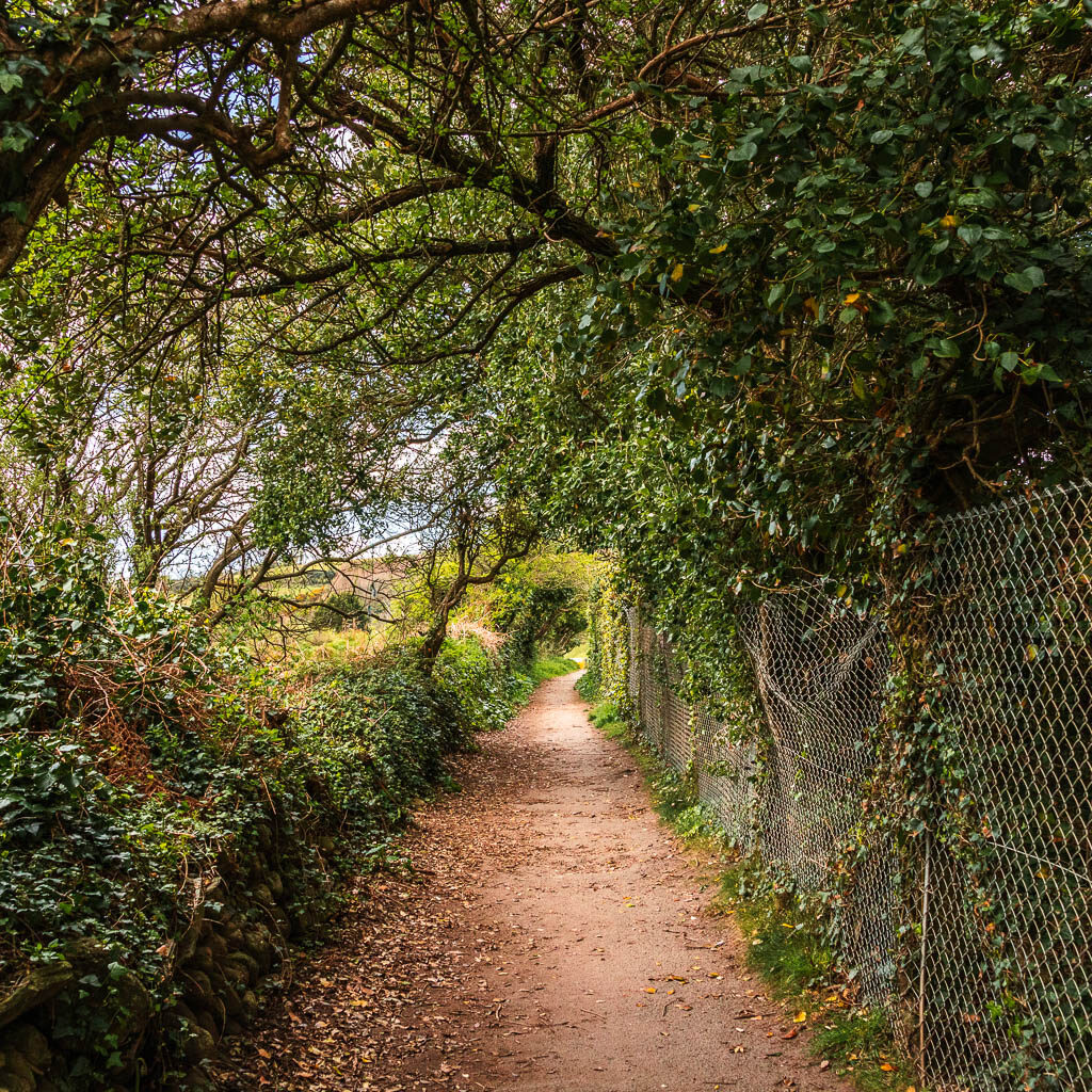 A path with a metal fence and trees to the right, and bushes to the left.