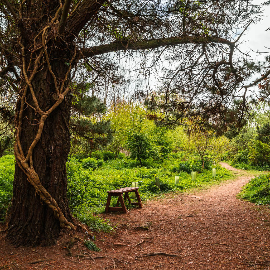 A wooden bench on the dirt path under a big tree, near the end of the walk from Charlestown to Par.