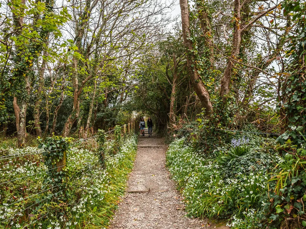 A trail lined with some bushes, white flowers and trees. There are a couple of people ahead on the trail.