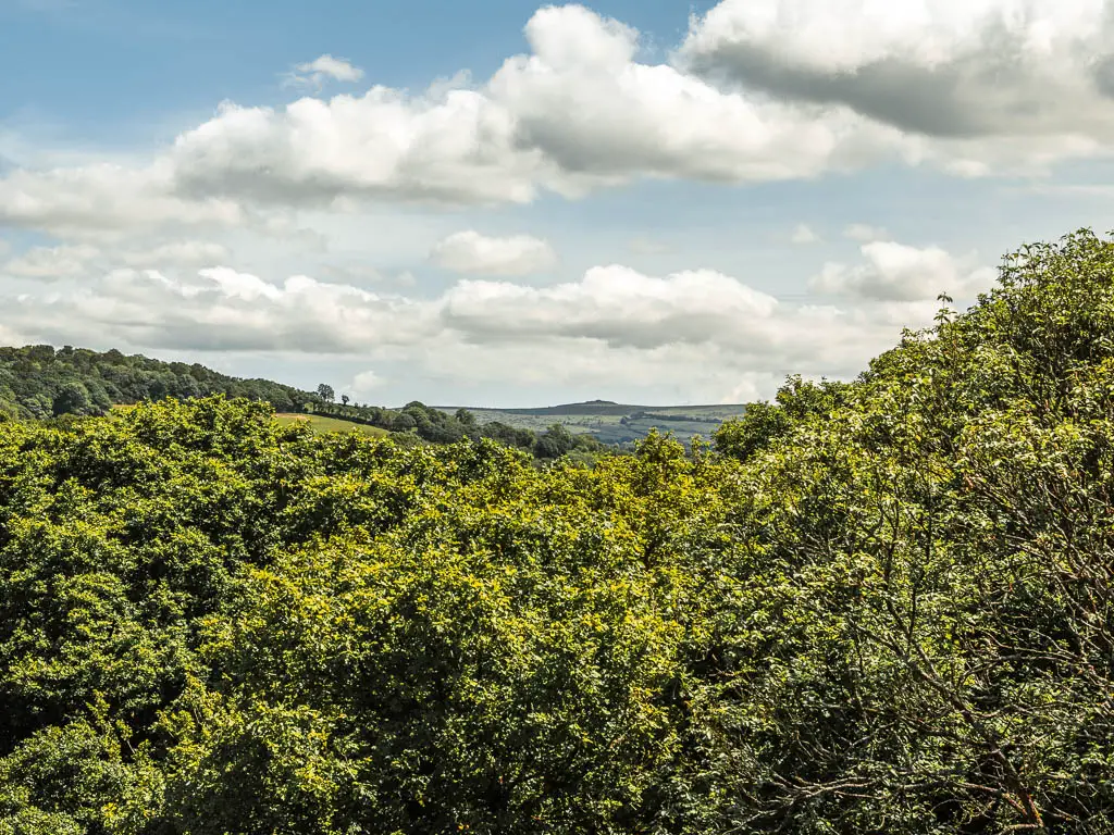 Looking across the tree tops on the walk along the Drakes Trail. There is a view to a tor of Dartmoor way on the distance. 