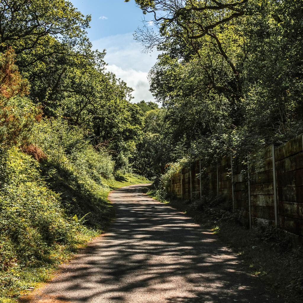 The path with bushes and trees to the left and a wooden fence and trees to the right.