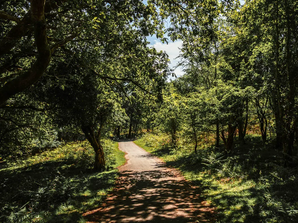 A path running through and under the woodland trees. The sunlight is shining through. 