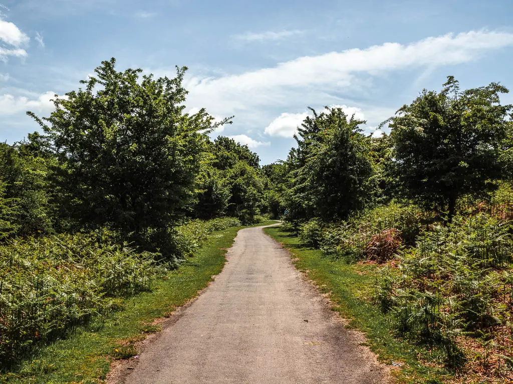 A path lined with grass, bushes and a few bushy but short trees.