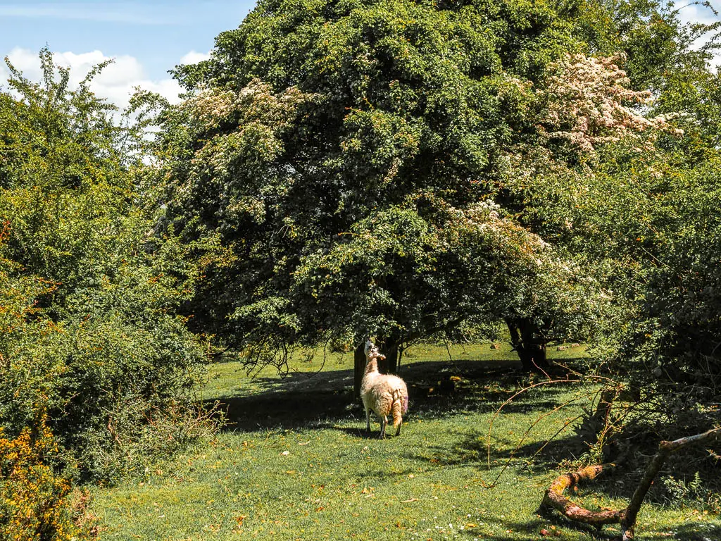 A sheep reaching up to eat the leaves of a tree, near the end of the walk along the Drakes Trail.