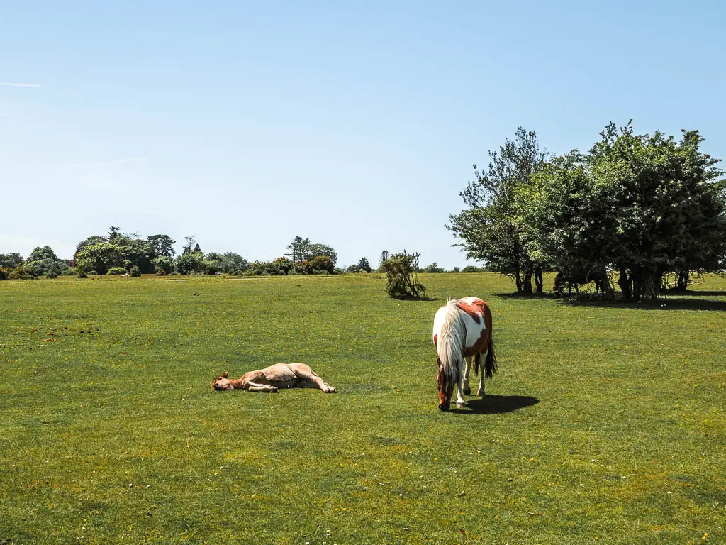 Two ponies in a field at the end of the walk along the Drakes Trail. One pony is grazing, the other is lying down. 