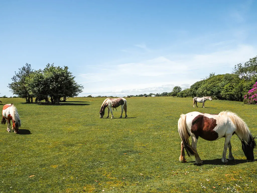 White and brown ponies grazing on the large grass field on the Drakes trail walk.