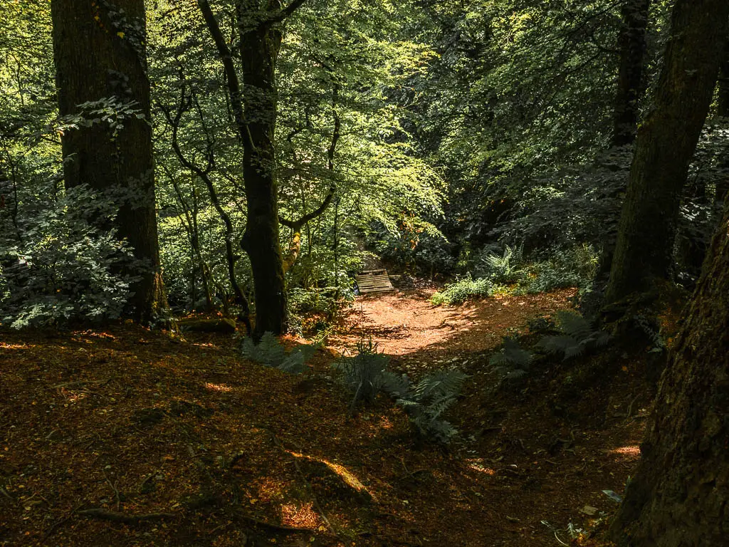 Looking down the uneven woodland ground, under lots to trees. There is a small Woden walkway at the bottom.