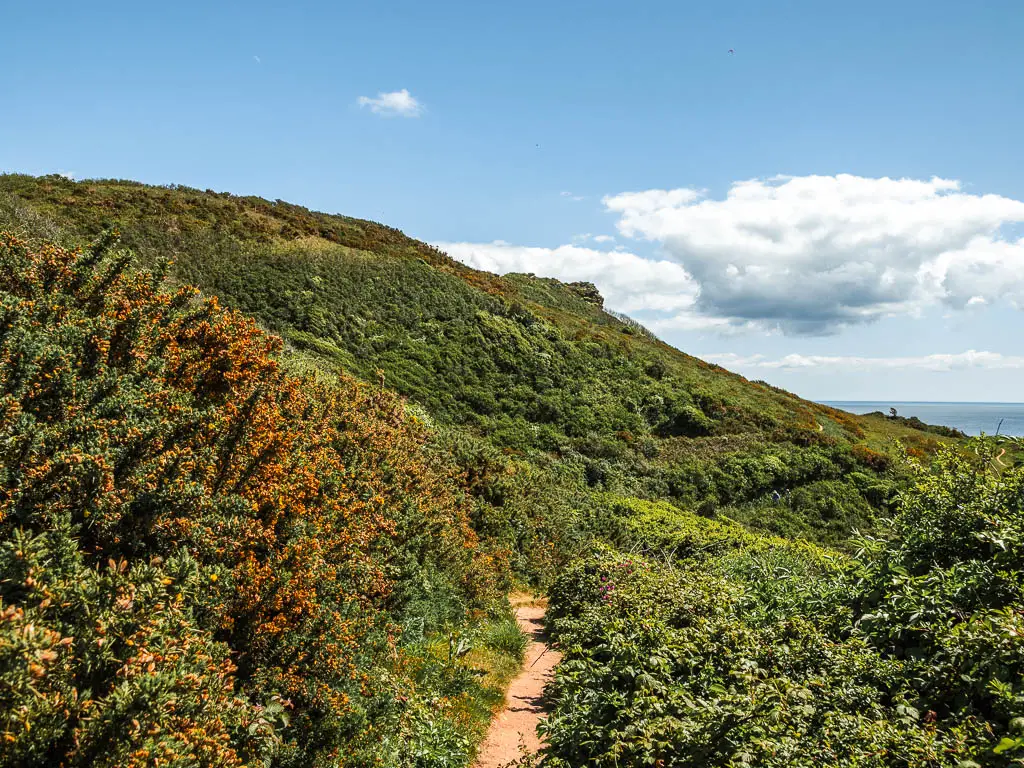 A narrow trail surrounded by green and bushes, and a bush and tree covered hill ahead.