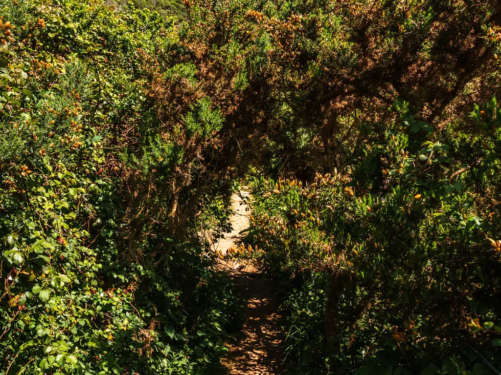 A narrow trail though and under a mass of bushes.