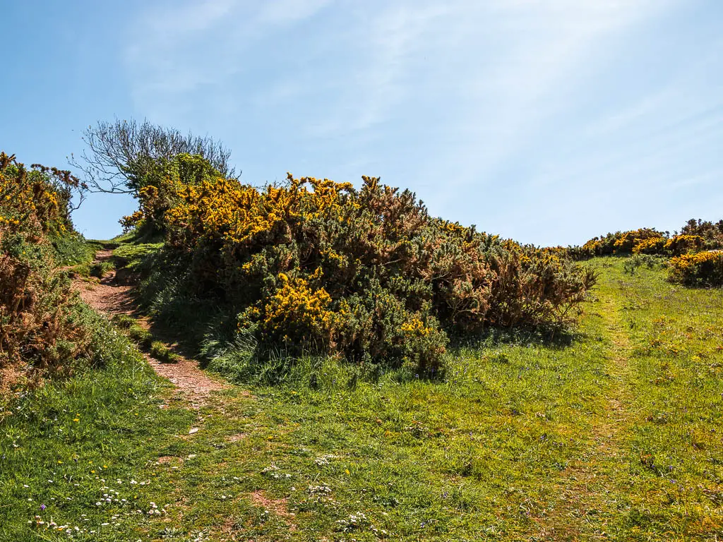An uphill with a grass trail leading to the right and a dirt trail leading left, separated by a gorse bush.