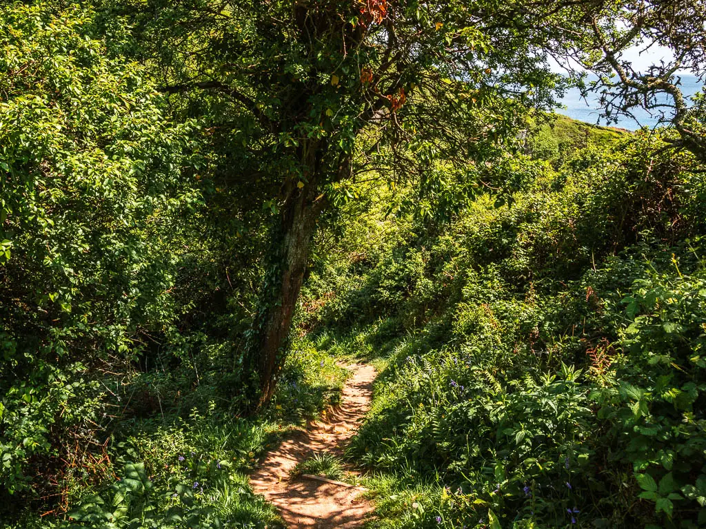 A narrow dirt trail under the woodland.