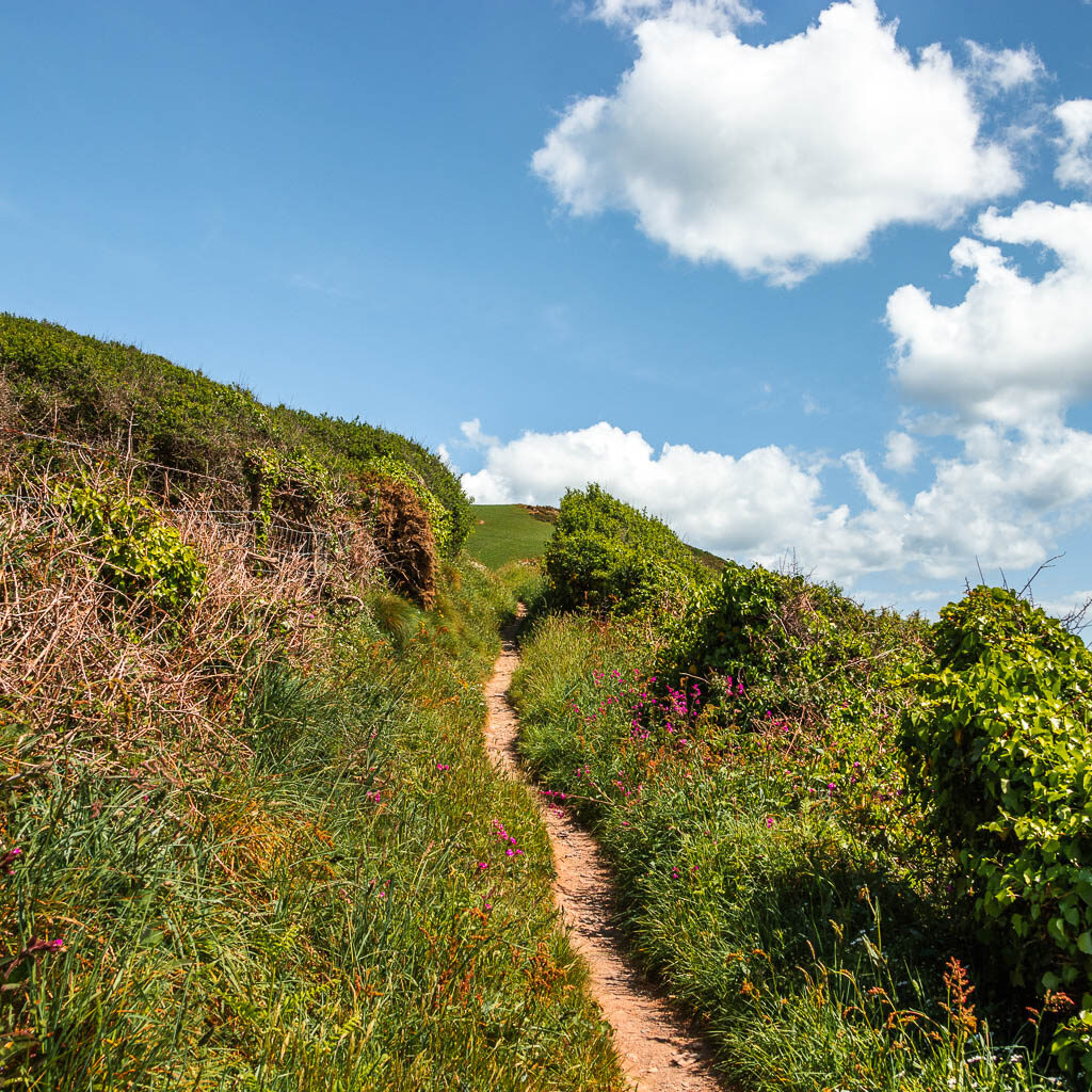 A narrow trail leading uphill, lined with some tall grass and bushes.