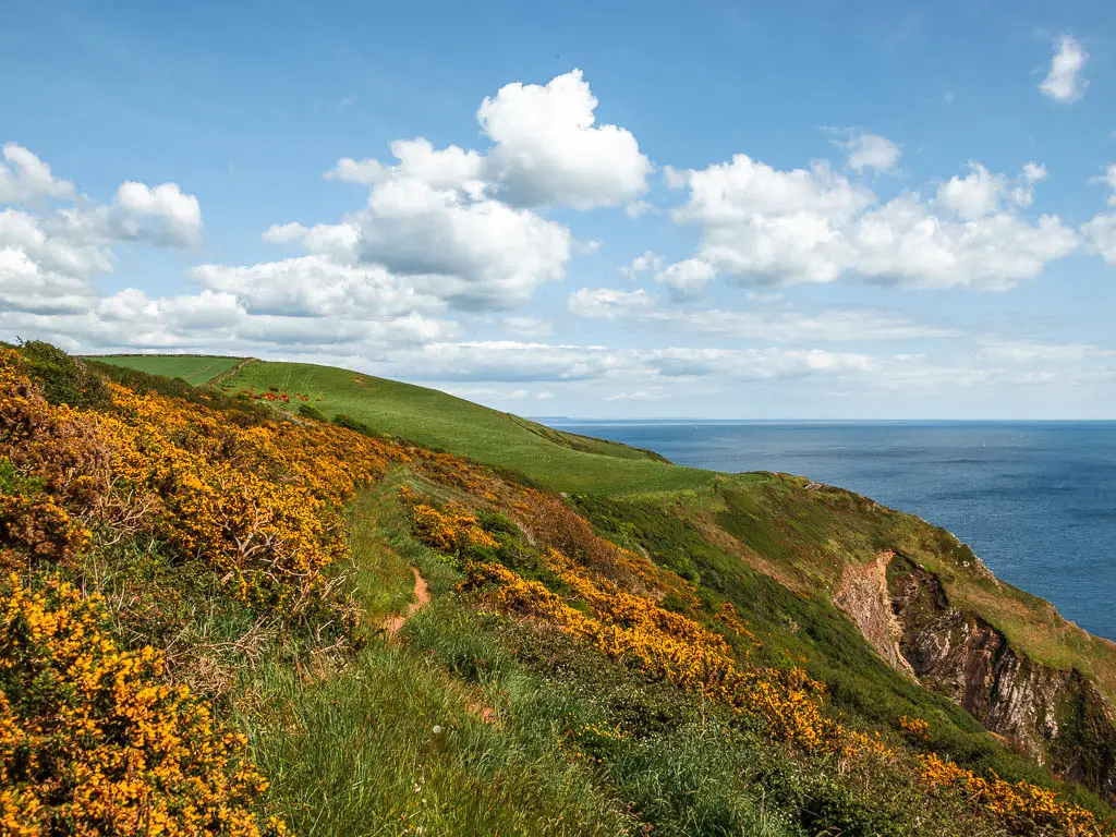 Looking along the grass and gorse covered clifftop, part way through the Fowey to Polperro coastal walk. With a view to the blue sea ahead to the right.
