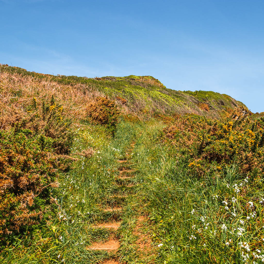 Steps leading uphill, surrounded by tall overgrown grass.