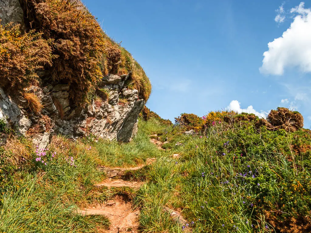 Rock steps leading uphill, on the Fowey to Polperro Coastal walk. It is surrounded by over grown grass and a big rock on the left.