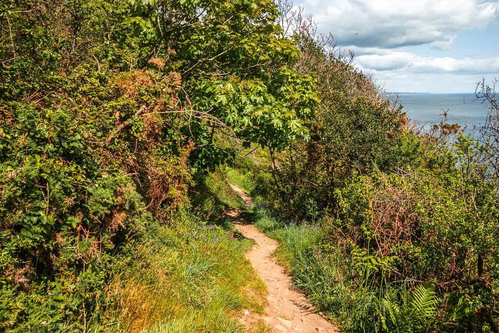 A dirt trail leading ahead and then under bushes and trees.