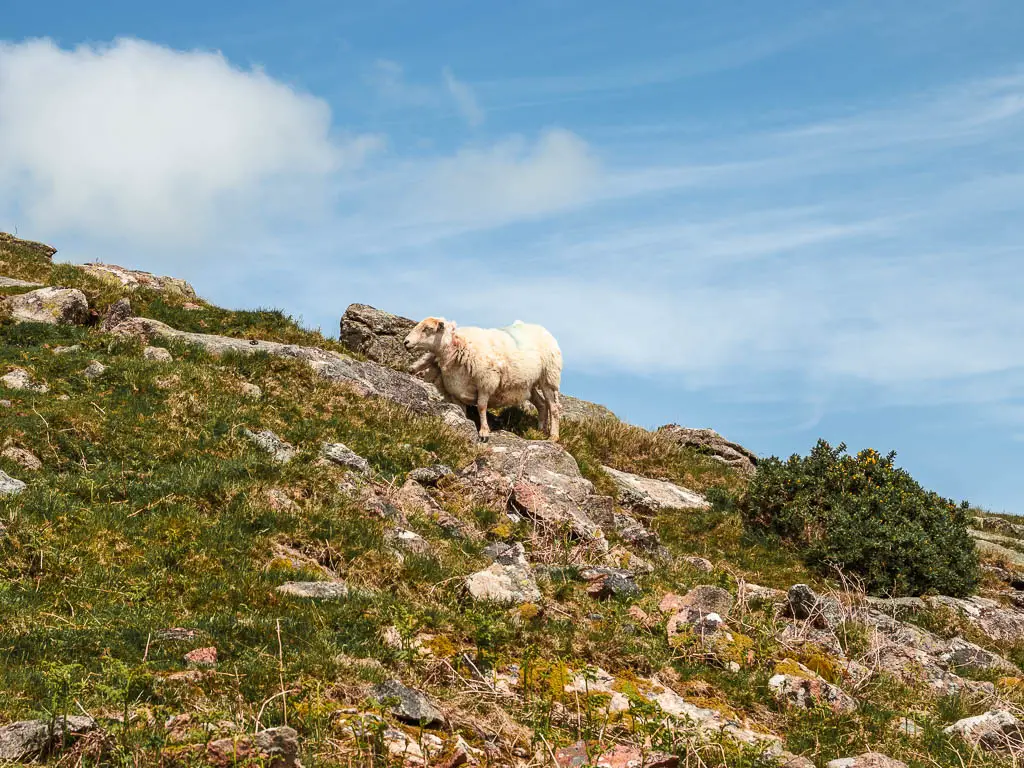 The rocky hill with a sheep standing on one of the rocks on the Ivybridge Western Beacon walk.