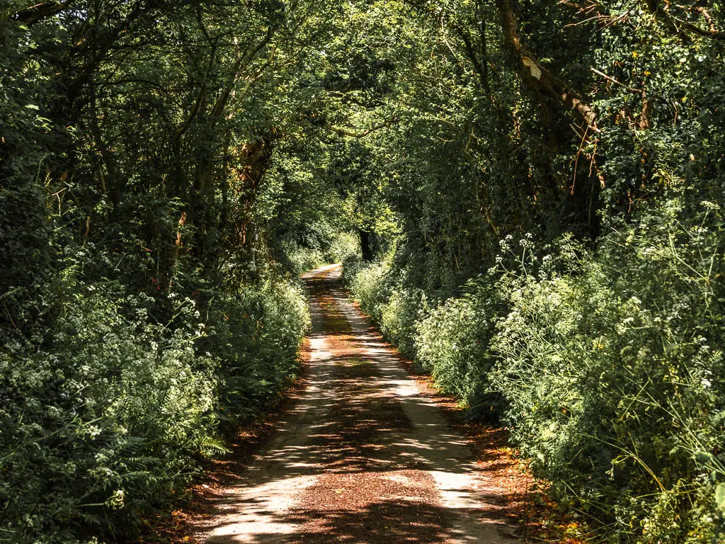 A small country road lined with bushes and trees and white flowers. 