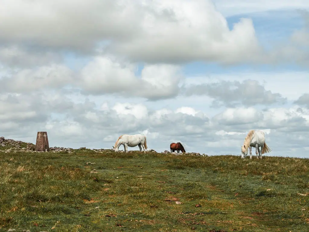 Three Dartmoor ponies grazing on the grass on the Ivybridge to Western Beacon circular walk. Two ponies are white, one is brown. 