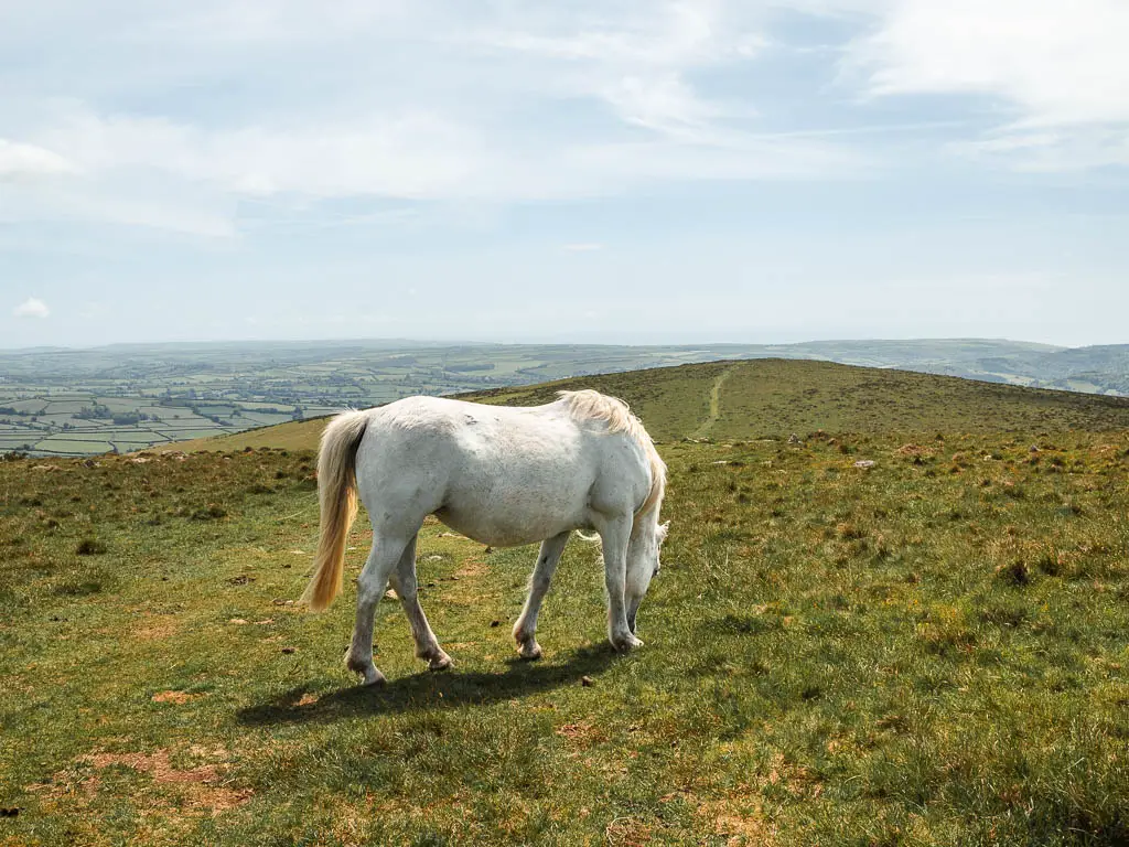 A white Dartmoor Pony grazing on the grass, on the Ivybridge Western Beacon walk.