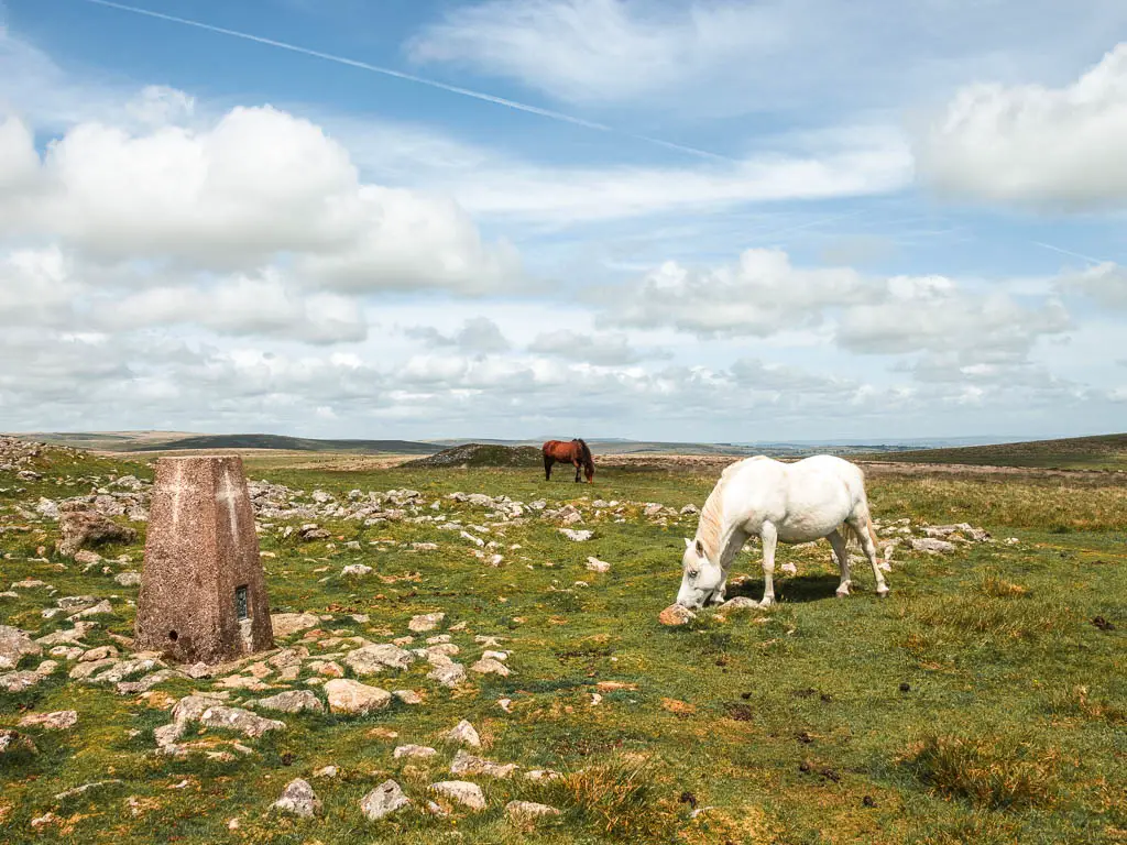 Two ponies grazing on the rocky grass on the Ivybridge Western Beacon circular walk. One pony is white, the other is brown.