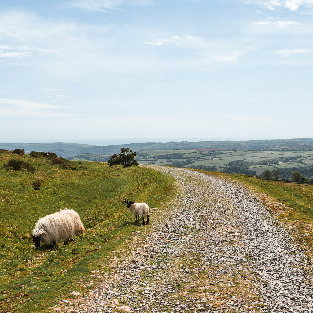 The gravel path of the Redlake Tramway on the walk back to Ivybridge. There are a couple of sheep on the side on the path. 