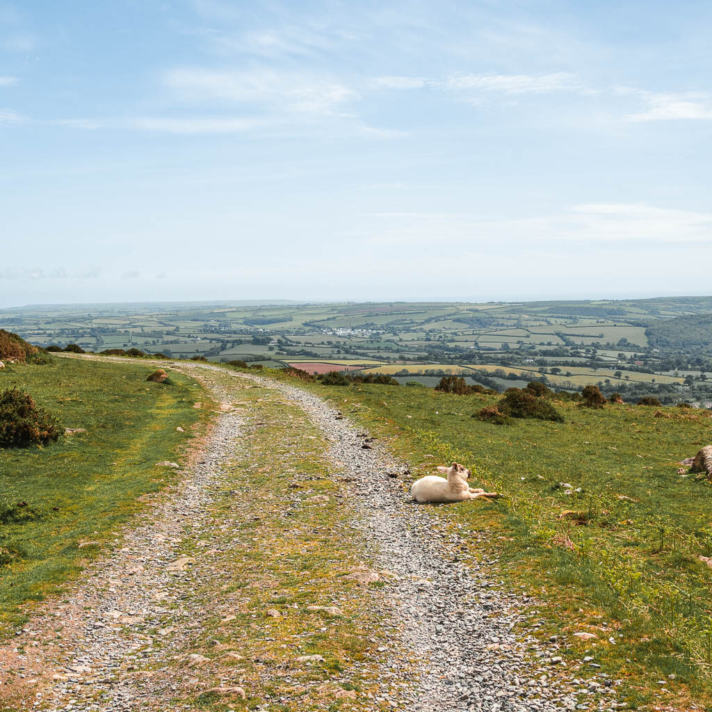 The gravel path of the Redlake Tramway on the walk back to Ivybridge. There is a sheep lying down on the path.