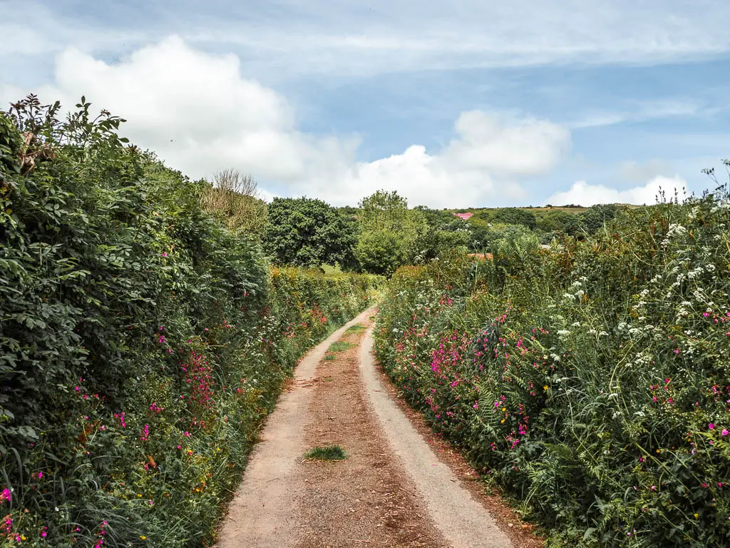 A small country road lined with hedges with pretty pink and white flowers on the Ivybridge to Western Beacon and Redlake Tramway walk.