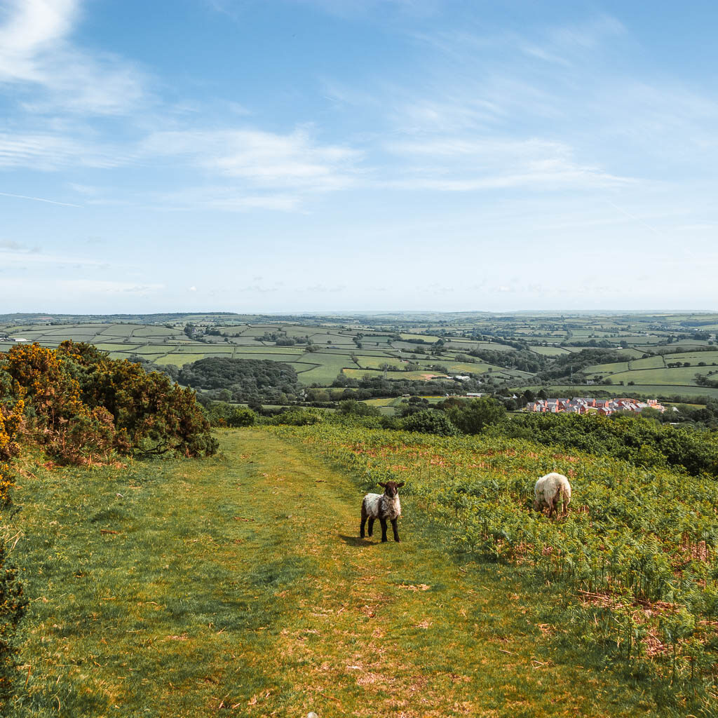 A grass trail with a couple of sheep walking on it.