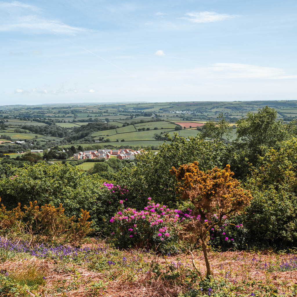 Looking down across some bushes with yellow and pink flowers to the undulating fields in the distance.