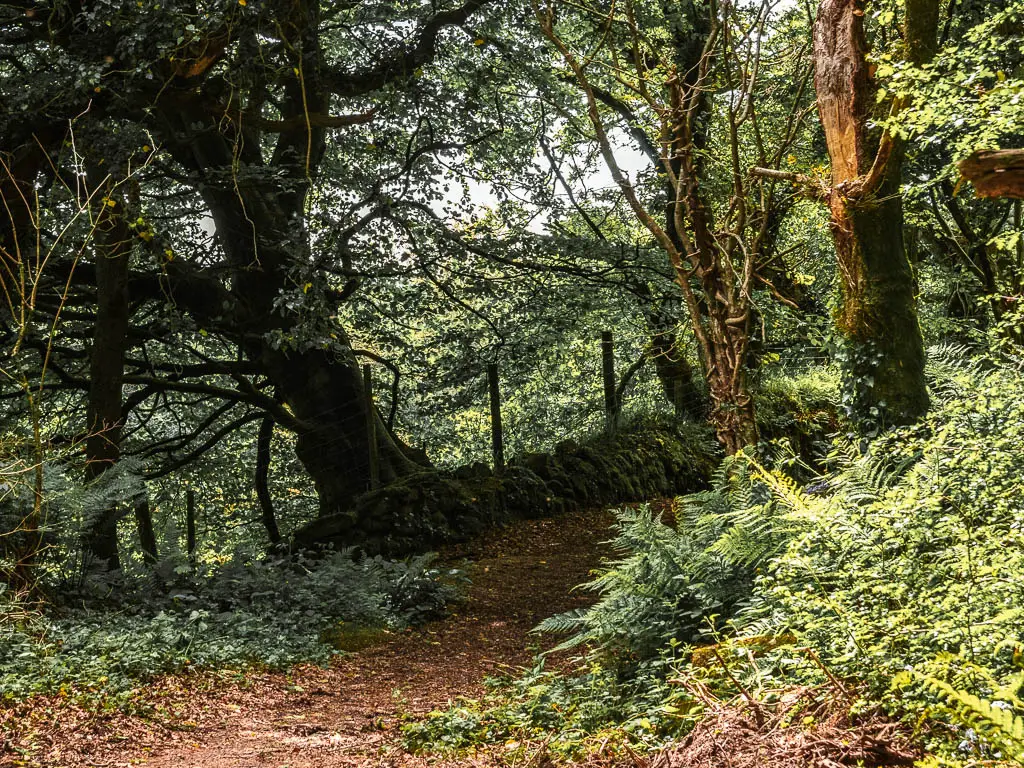 A dirt trail leading through the woods, with a stone wall ahead to the left. 