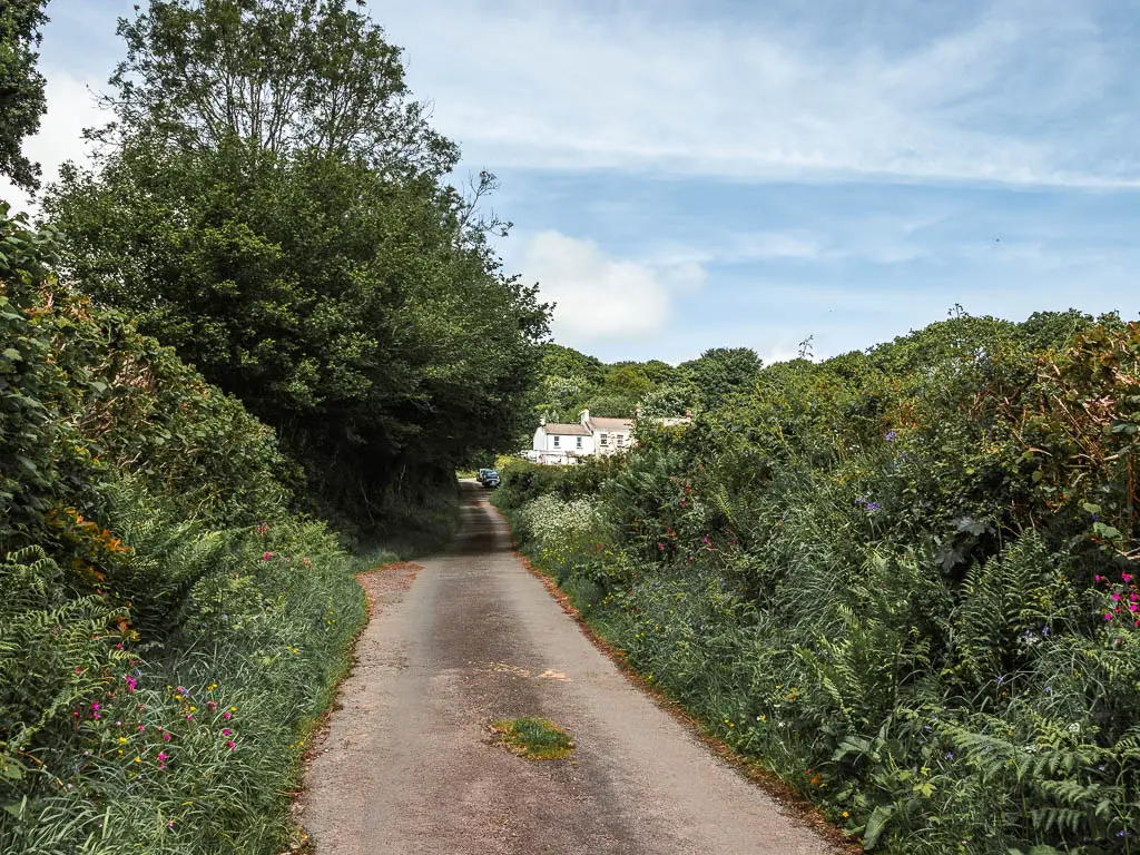 A country road lined with hedges with some pretty pink flowers and a white coloured house at the end of the road. 