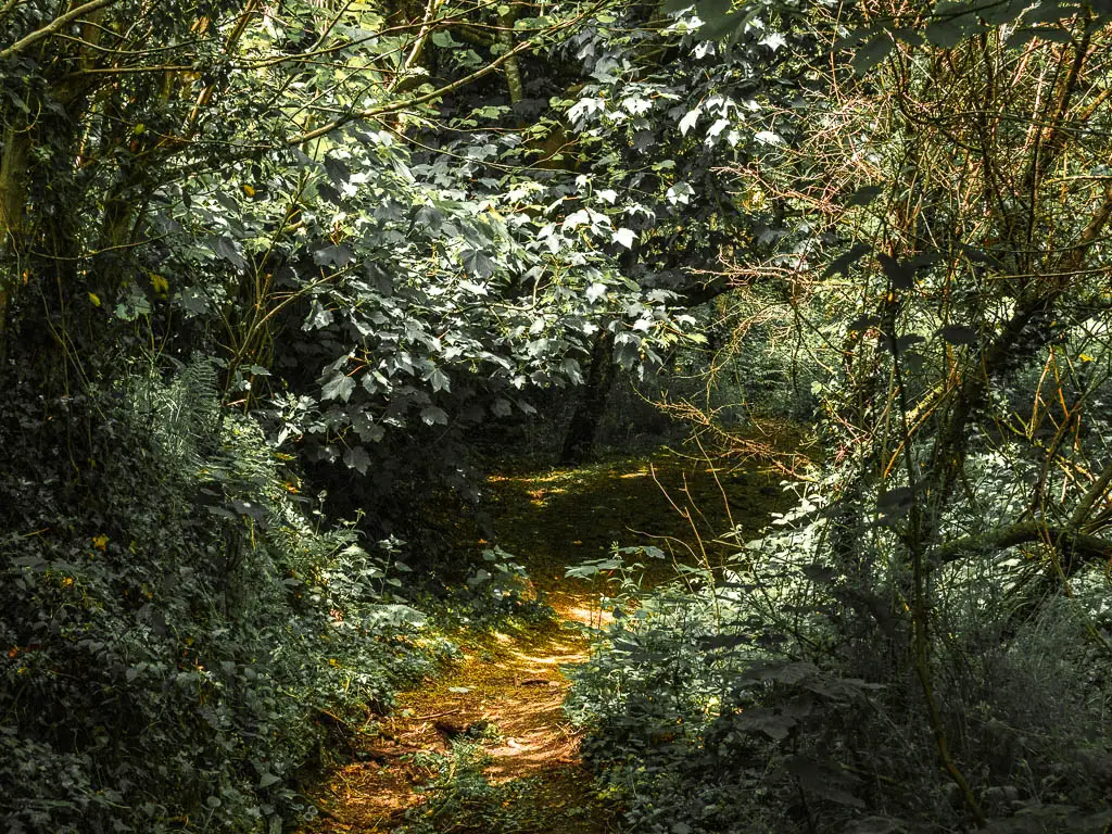 A dirt trail in the woods, surrounded by masses of bushes. 