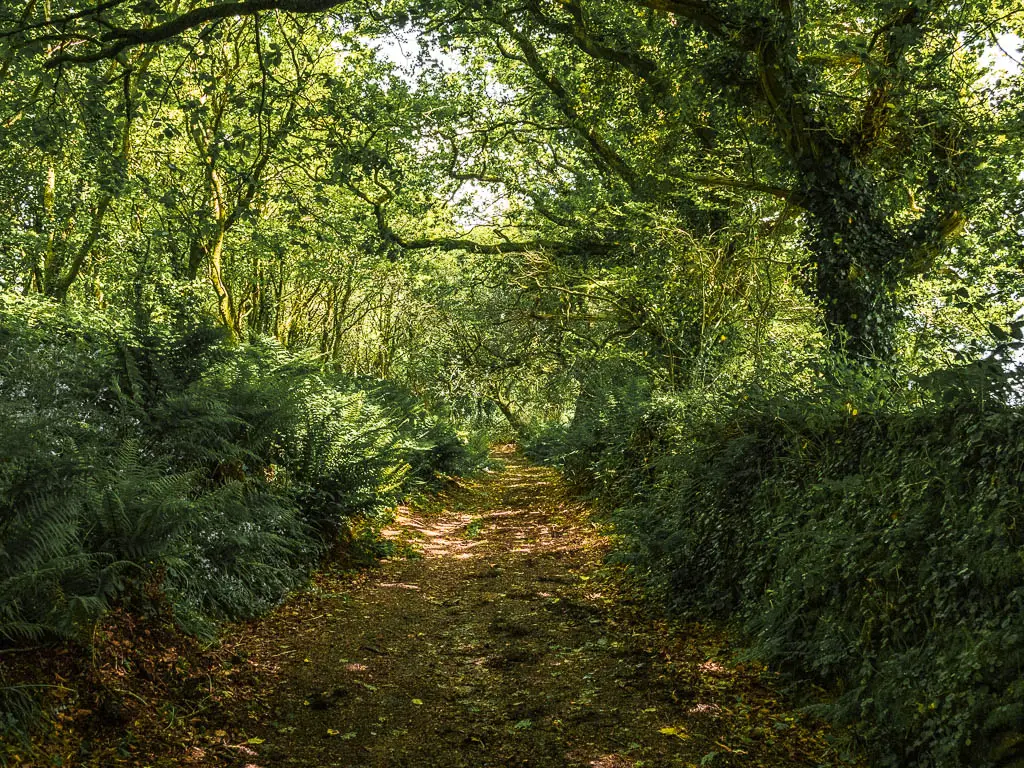 A wide dirt trail leading through the woods. There is a wall covered in leaves on the right, and fern on the left. 