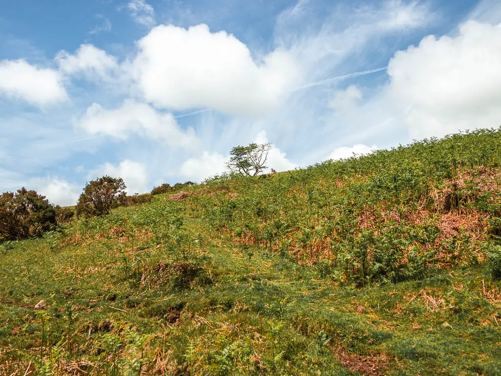 A grass hill with small green plants.