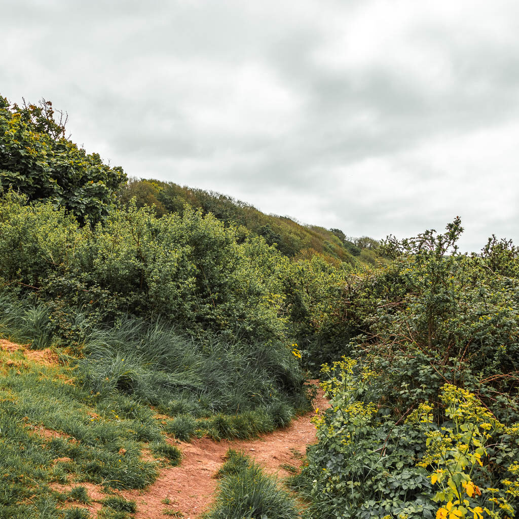 A dirt trail leading into the dense bushes.